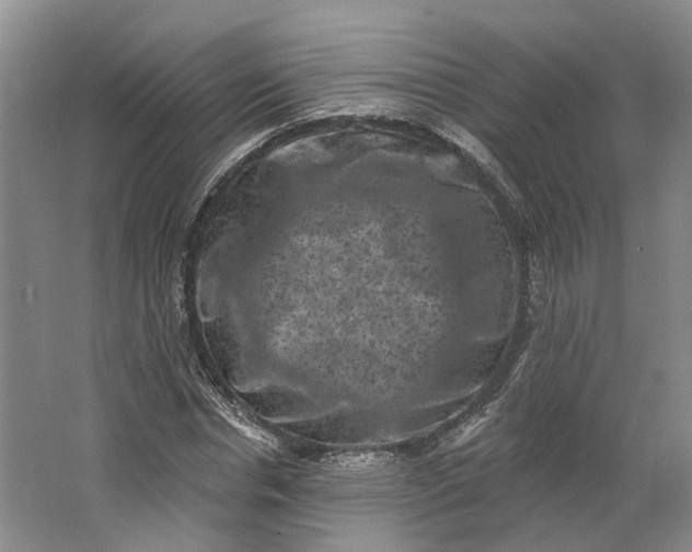 X0000062790826200601051043