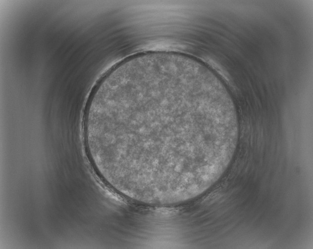 X0000062790848200601051044