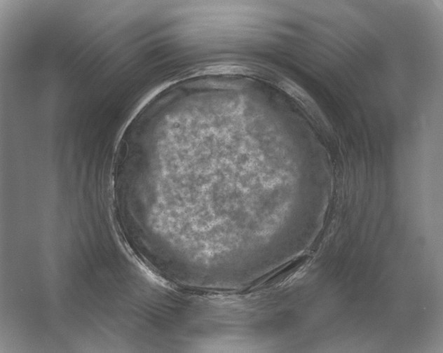 X0000062790852200601051044