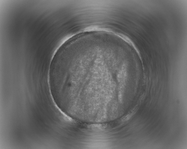 X0000062790855200601051044