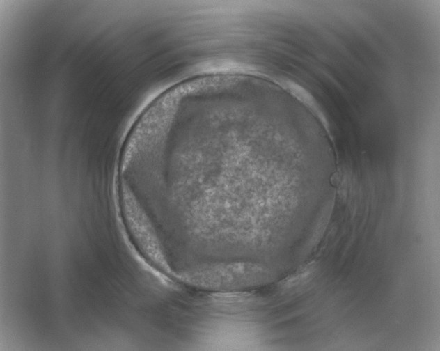 X0000062790863200601051044