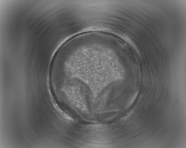 X0000062790896200601051042