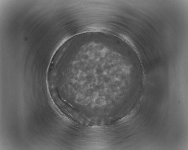 X0000062790899200601051042