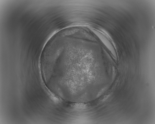 X0000062790907200601051042