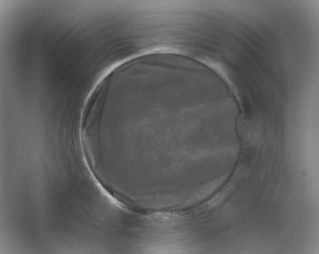 X0000062790910200601051042