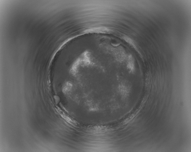 X0000062790923200601051042