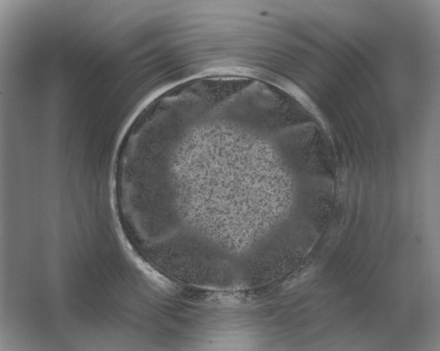 X0000062790955200601051042