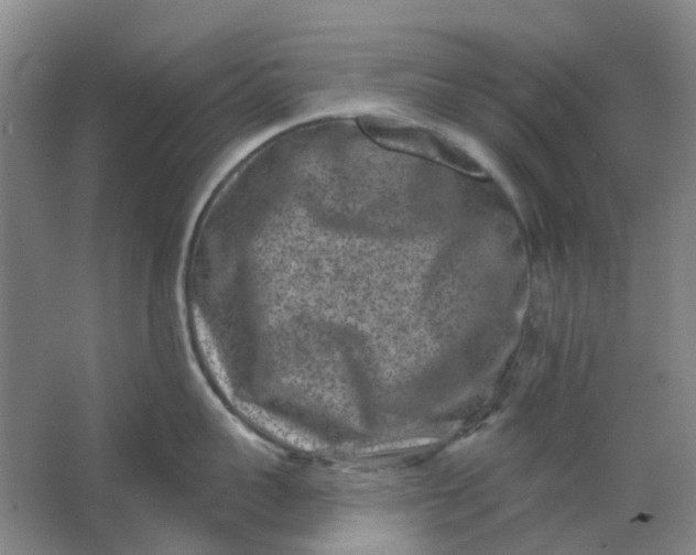 X0000062790959200601051042