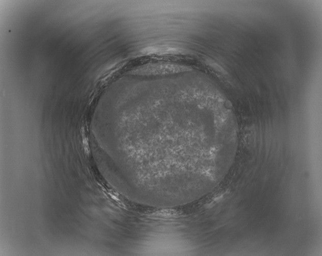 X0000062790966200601051041