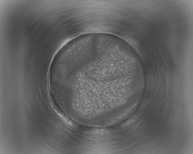 X0000062790982200601051041