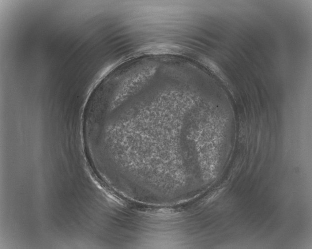 X0000062790986200601051041