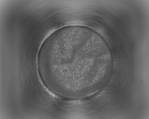 X0000062790990200601051041