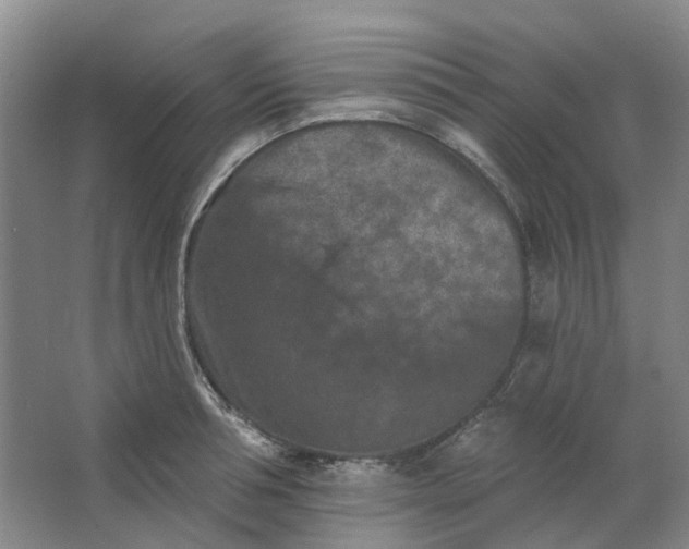 X0000062790994200601051041