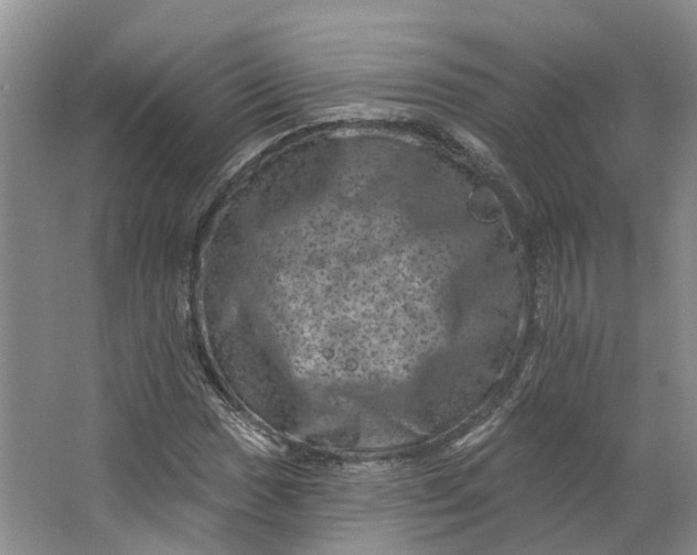 X0000062791017200601051040