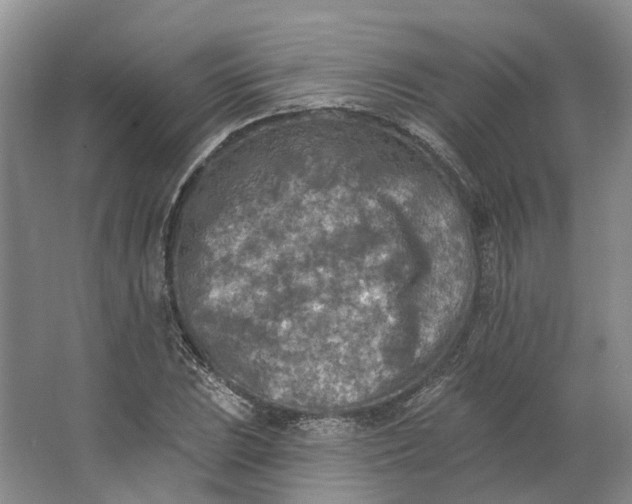 X0000062791023200601051040