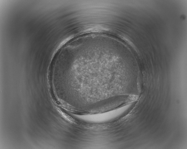 X0000062791026200601051040