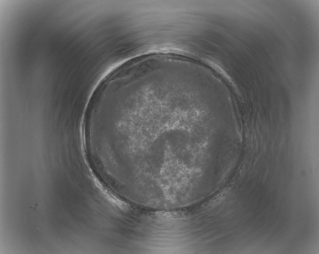 X0000062791032200601051040