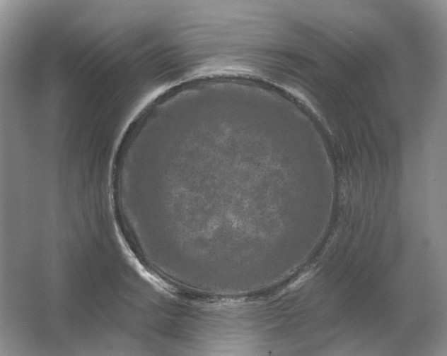 X0000062791038200601051040