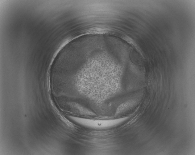 X0000062791083200601051039