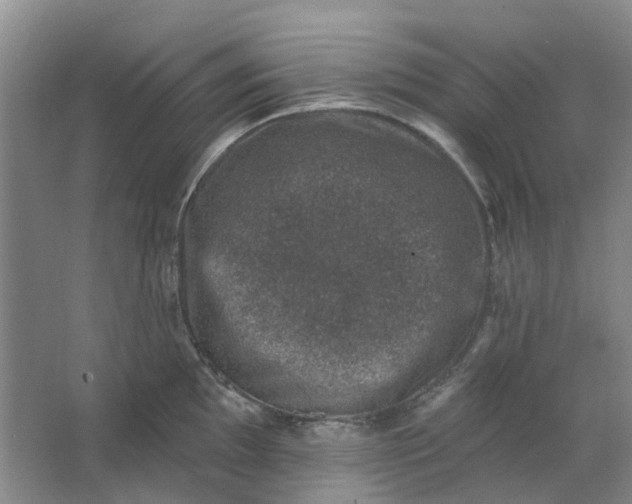 X0000062791097200601051039