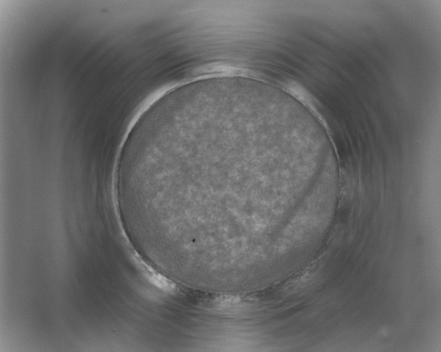 X0000062791098200601051039