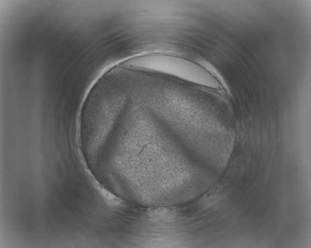 X0000062791099200601051039