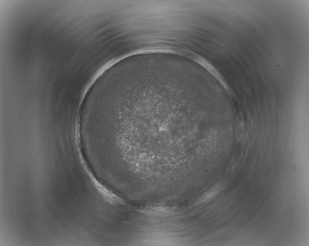 X0000062791101200601051039