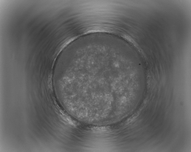 X0000062791121200601051038