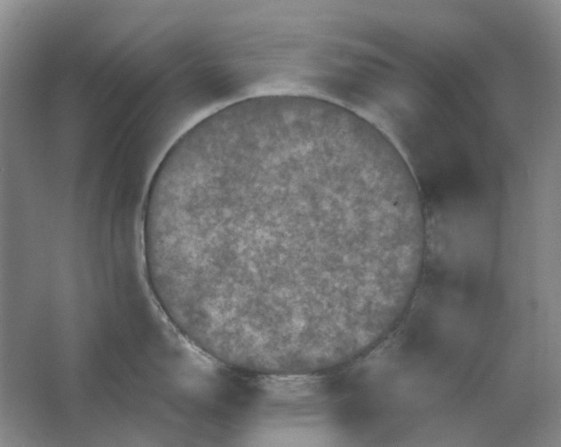 X0000062791150200601051039