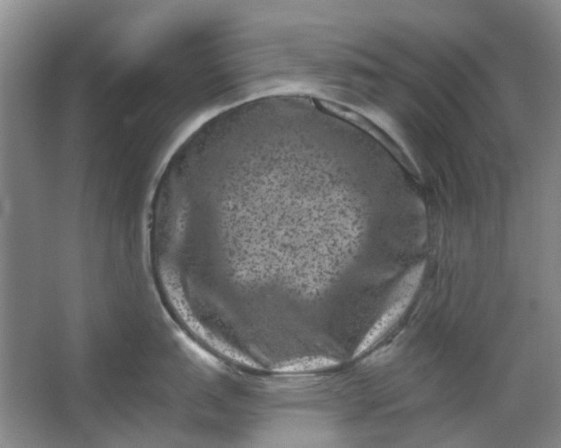 X0000062791151200601051039