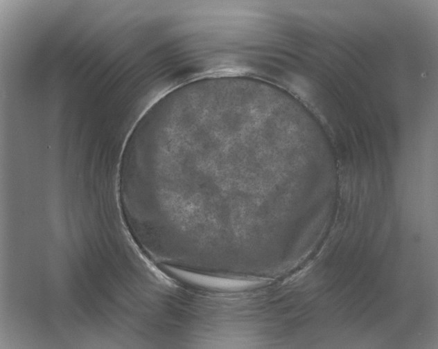 X0000062791186200601051038