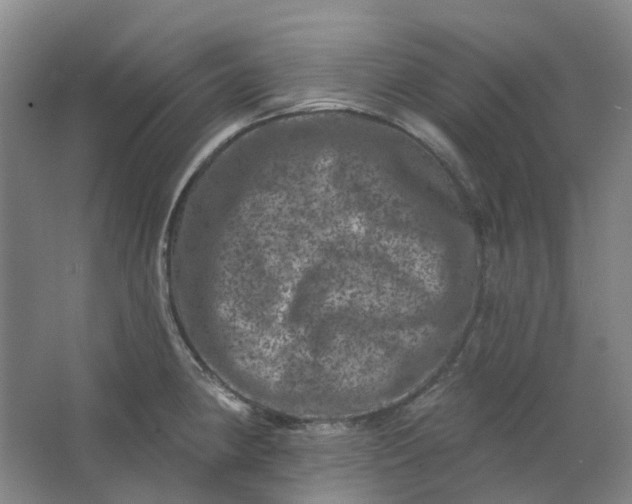 X0000062791190200601051038