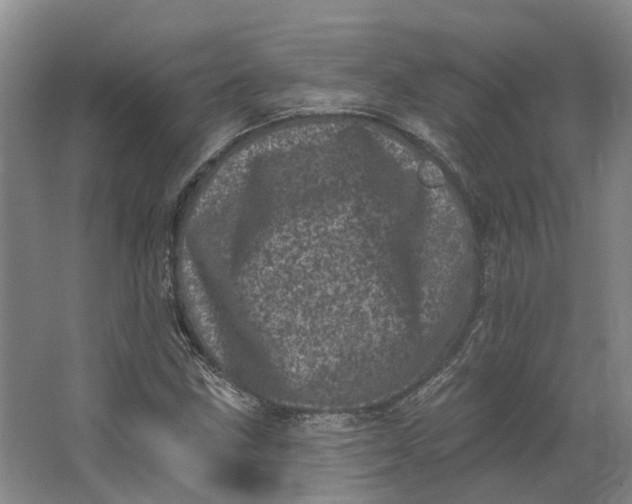 X0000062791211200601051037