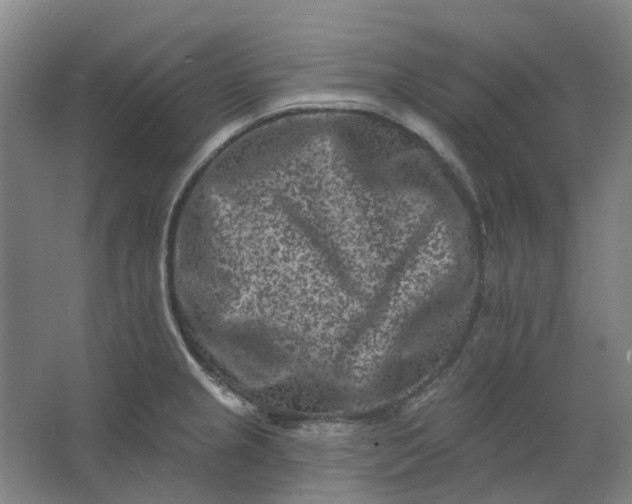 X0000062791237200601051037