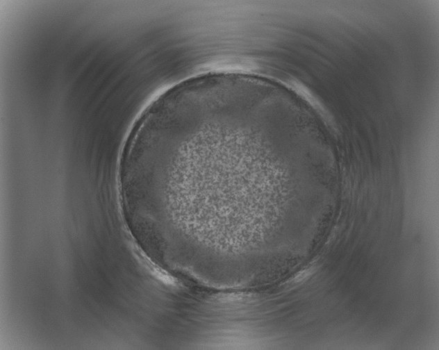 X0000062791240200601051037