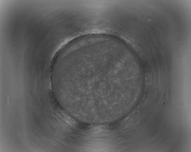 X0000062791262200601051036