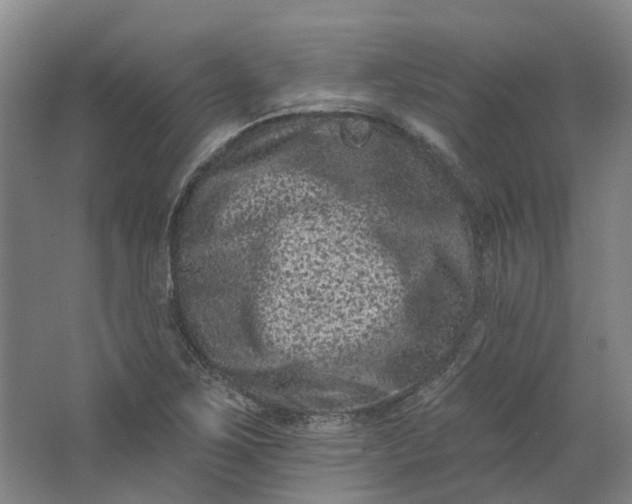 X0000062791267200601051036