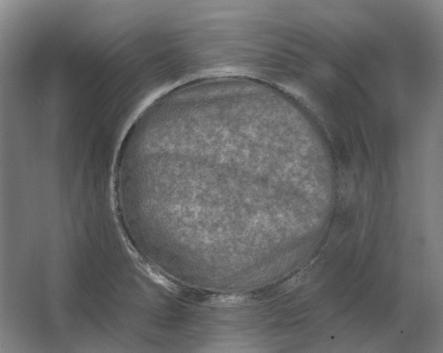 X0000062791278200601051036