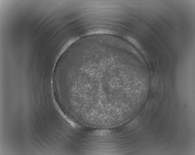 X0000062791282200601051036