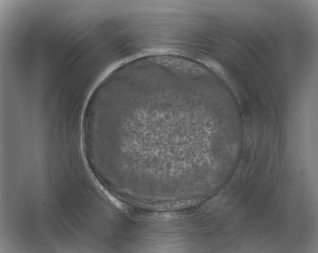 X0000062791286200601051036