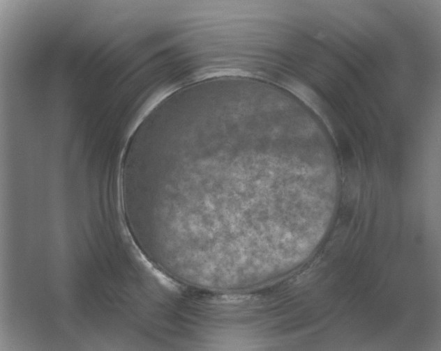 X0000062791290200601051036