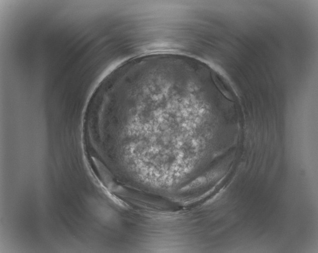 X0000062791333200601051036