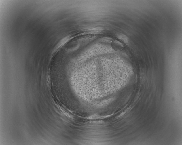 X0000062791354200601051035