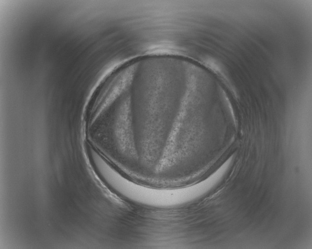 X0000062791376200601051034