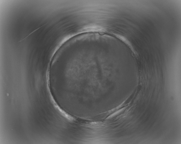 X0000062791383200601051034