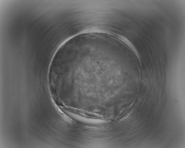 X0000062791388200601051034