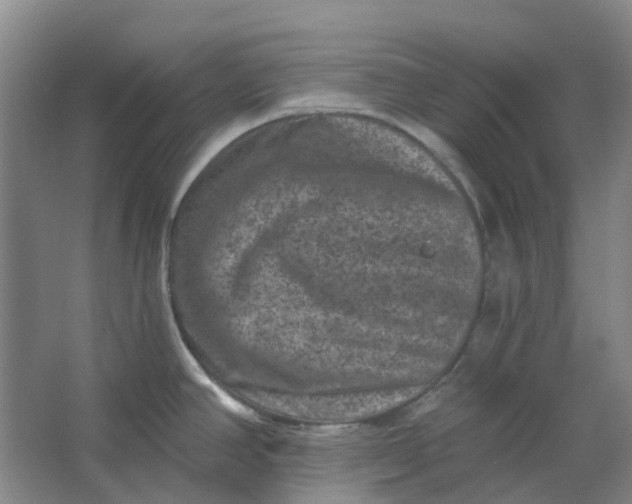 X0000062791390200601051034