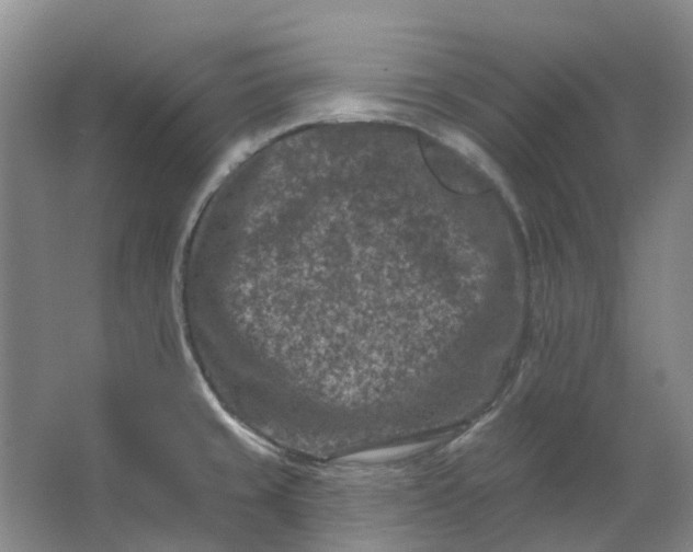 X0000062791429200601051034