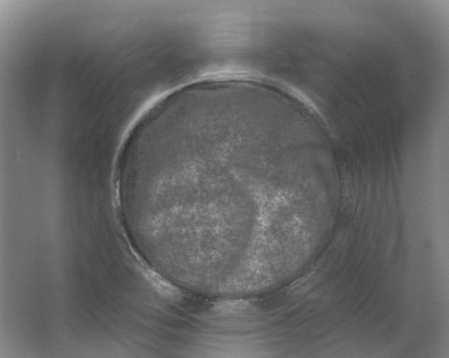 X0000062791462200601051033