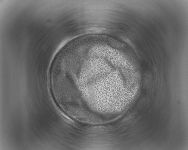 X0000062791467200601051033